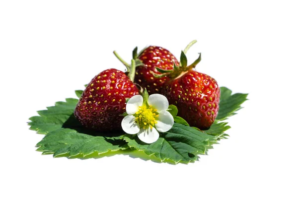 Erdbeeren Isoliert Auf Weißem Hintergrund — Stockfoto