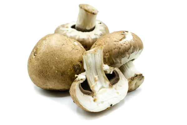 Cogumelos Isolados Sobre Fundo Branco — Fotografia de Stock