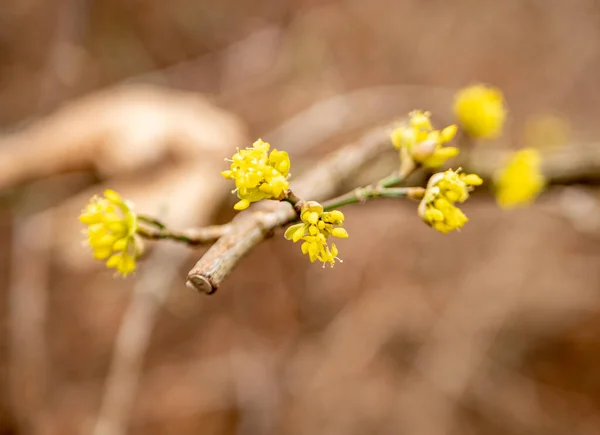 Yellow Cornelian Cherry Blossoms Spring — Stock Photo, Image