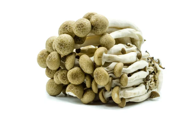 Cogumelos Shimeji Isolados Sobre Fundo Branco — Fotografia de Stock