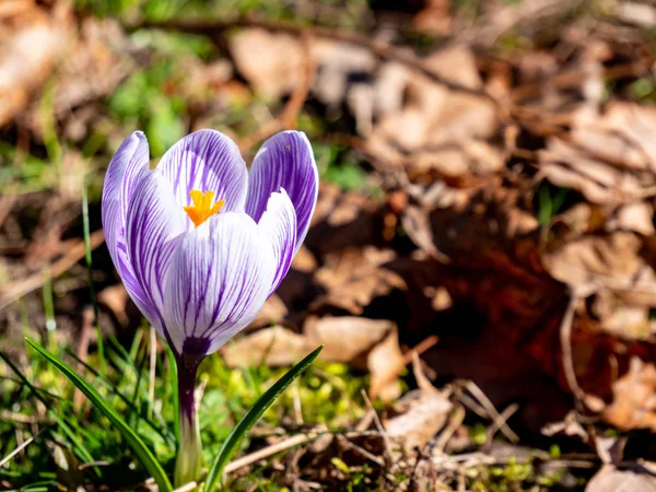 Sněžný Krokus Kvete Podzimními Listy — Stock fotografie