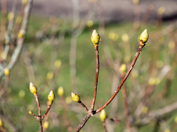 春天的灌木嫩芽 — 图库照片