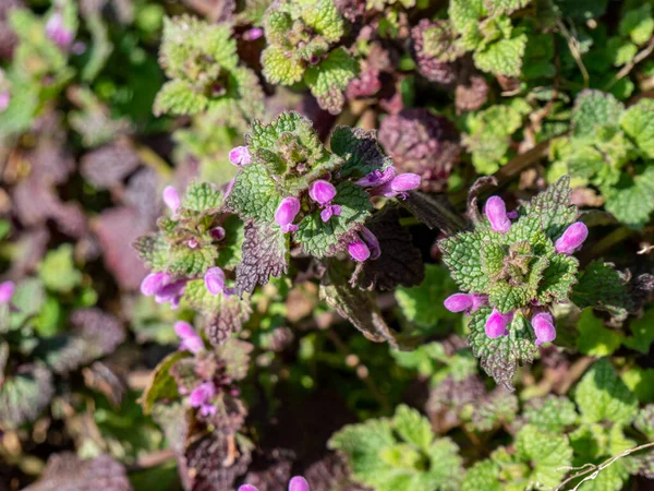Purple Deadnettle Flores Ervas Medicinais Primavera — Fotografia de Stock