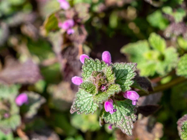 Purple Deadnettle Floresce Primavera — Fotografia de Stock