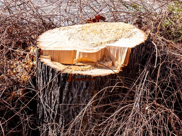 Bahar Ağacı Gövdesinde Ağaç Kesimi — Stok fotoğraf