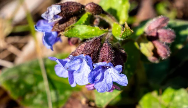 Floração Larvas Folhas Estreitas Primavera — Fotografia de Stock