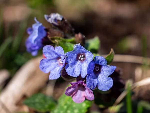 Lungwort Flor Azul Primavera — Fotografia de Stock