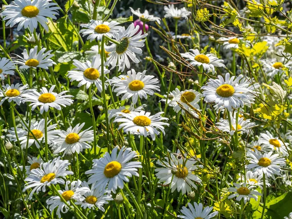 정원에 꽃피는 — 스톡 사진