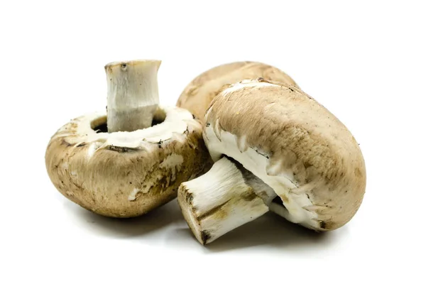 Mushrooms Isolated White Background — Stock Photo, Image