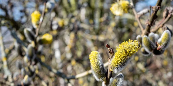 春光背景下的柳树 — 图库照片