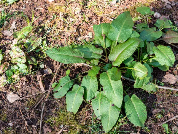 Rumex Obtusifolius Botânico Primavera — Fotografia de Stock