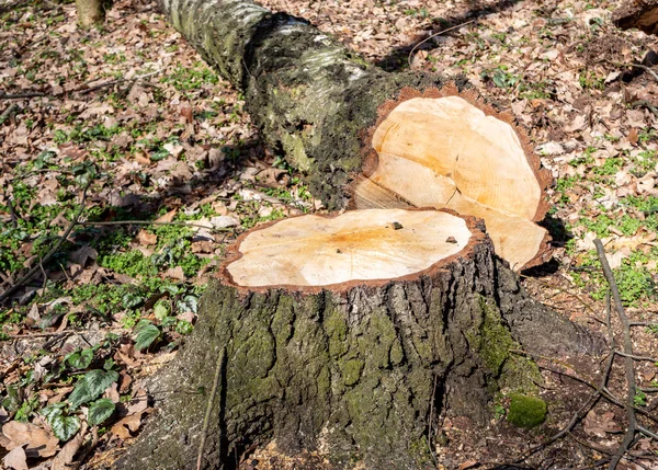 Felled Birch Spring Background — Stock Photo, Image