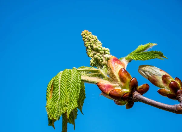 Весной Цветет Каштан — стоковое фото
