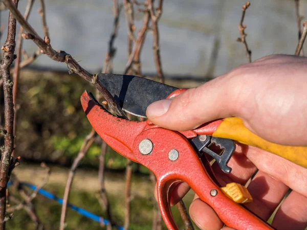 Corte Plantas Primavera Con Tijeras Jardín — Foto de Stock