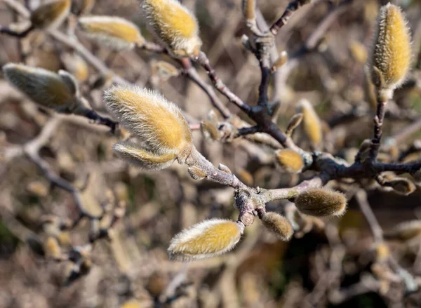 Knopen Van Magnolia Boom Het Voorjaar — Stockfoto