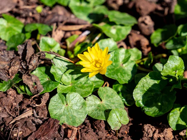 Flor Celandina Amarela Primavera — Fotografia de Stock
