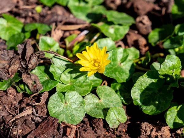 Gele Celandine Bloei Het Voorjaar — Stockfoto