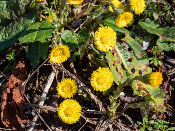 Coltsfoot Floresce Primavera Floresta — Fotografia de Stock