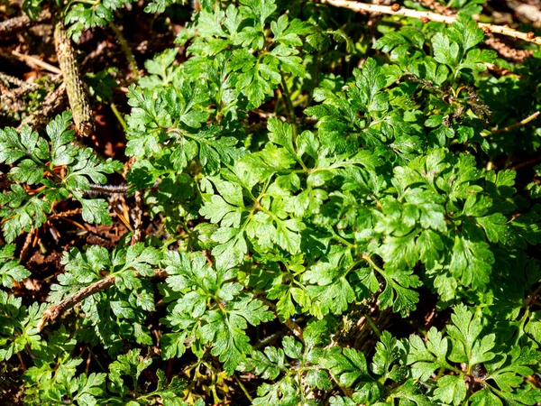 Erva Robert Geranium Robertianum Primavera — Fotografia de Stock