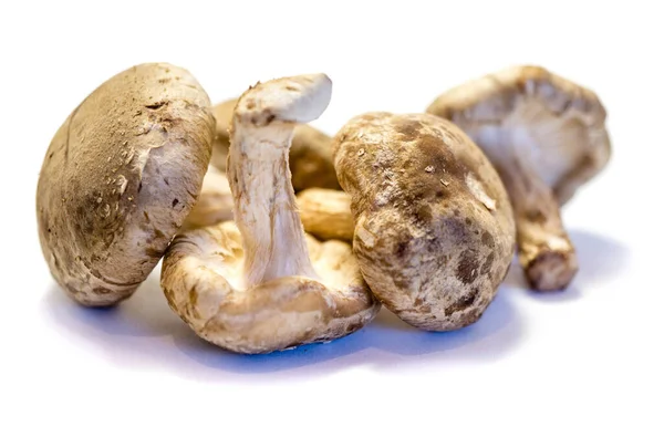 Cogumelos Shiitake Isolados Sobre Fundo Branco — Fotografia de Stock