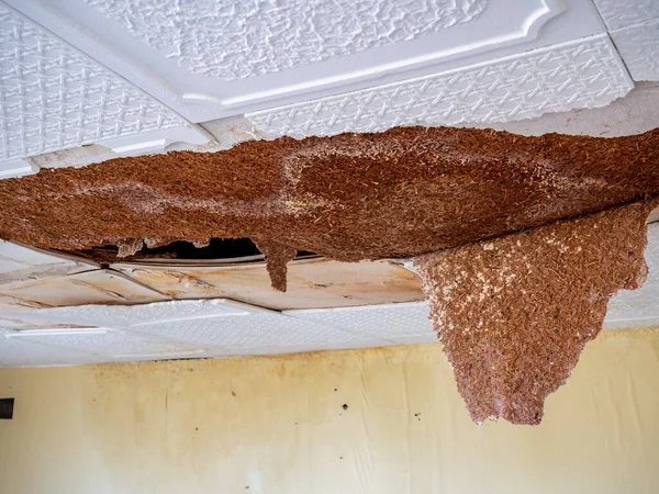 Broken ceiling tiles water damage apartment