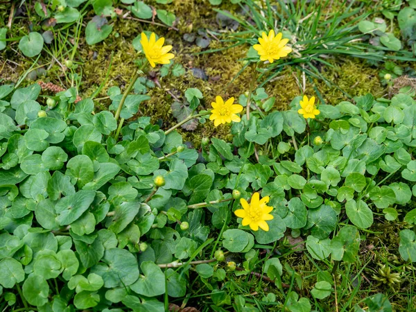 Kisebb Celandine Ficaria Verna Virágzik Tavasszal — Stock Fotó