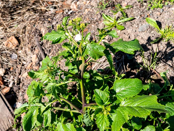 Parsnip Pastinaca Sativa Умбеліфер Садовий Фон — стокове фото