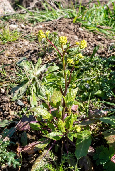 Parsnip Pastinaca Sativa Umbels Primavera — Fotografia de Stock