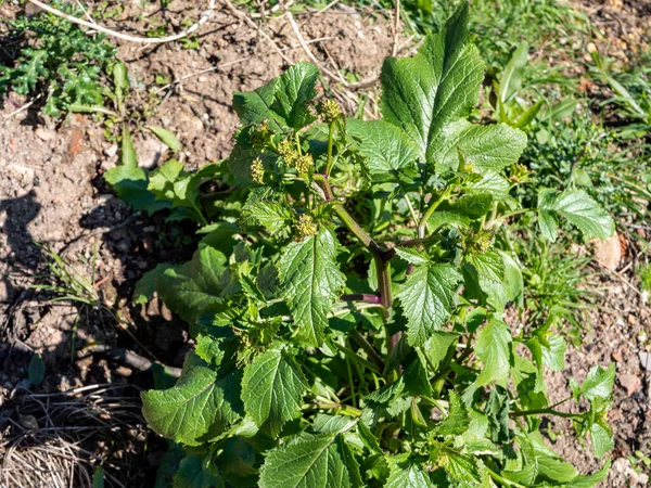 Chirivía Pastinaca Sativa Jardín Umbelíferas — Foto de Stock