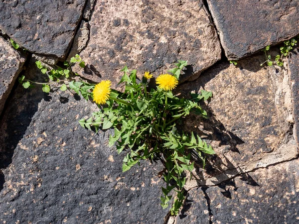 Dandelion Grows Natural Stone Wall — Stock Photo, Image