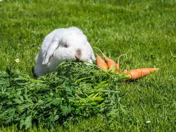 Los Conejos Enanos Comen Zanahorias — Foto de Stock