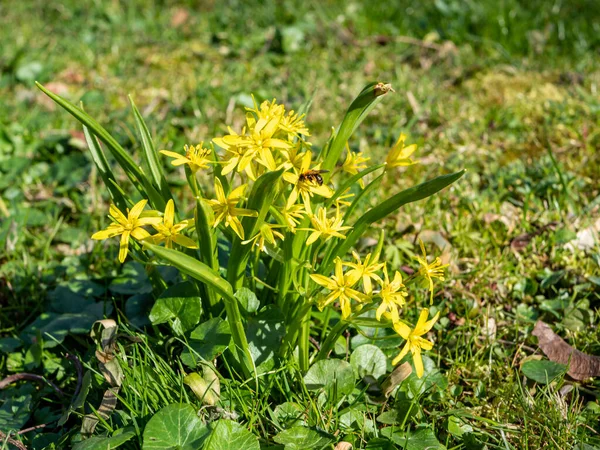 Animaflora-PicsStock