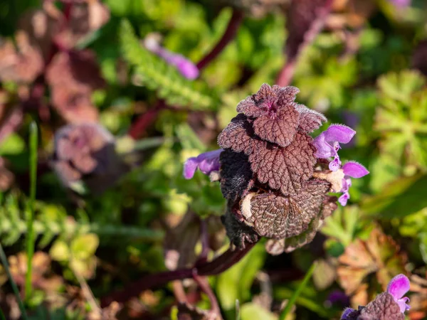 Red Deadnettle Floresce Primavera Floresta — Fotografia de Stock