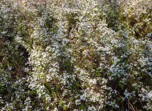 Spiraea Ανθίζει Στο Φόντο Του Κήπου — Φωτογραφία Αρχείου