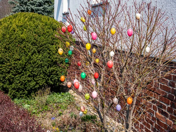 Arbusto Pasquale Giardino Primavera — Foto Stock