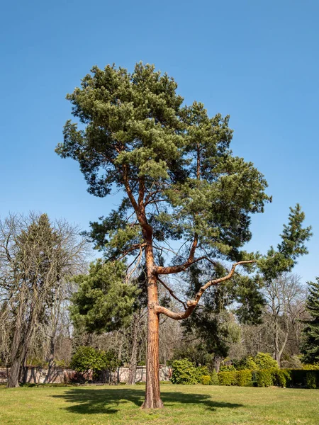 Scots Pine Pinus Sylvestris Park — Stock Photo, Image
