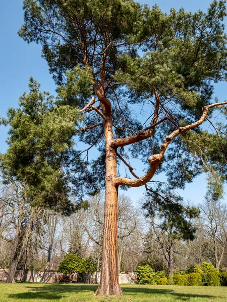 Jeffreys Kiefer Pinus Jeffreyi Park — Stock Photo, Image