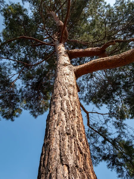 Parktaki Bir Çam Ağacının Gövdesi — Stok fotoğraf
