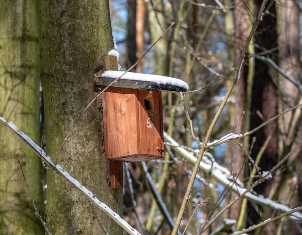 Inhägnad Låda Skogen — Stockfoto