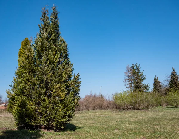 Large Conifer Stands Park — Stock Photo, Image
