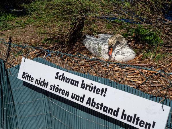 Dikkat Almanca Işaretli Kuğu Çiftleştirme — Stok fotoğraf