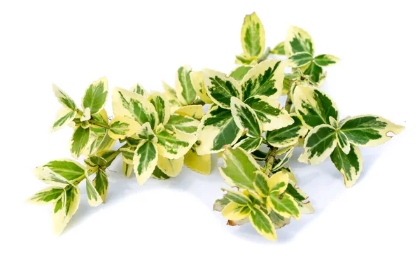 Boxwood Geïsoleerd Witte Achtergrond — Stockfoto