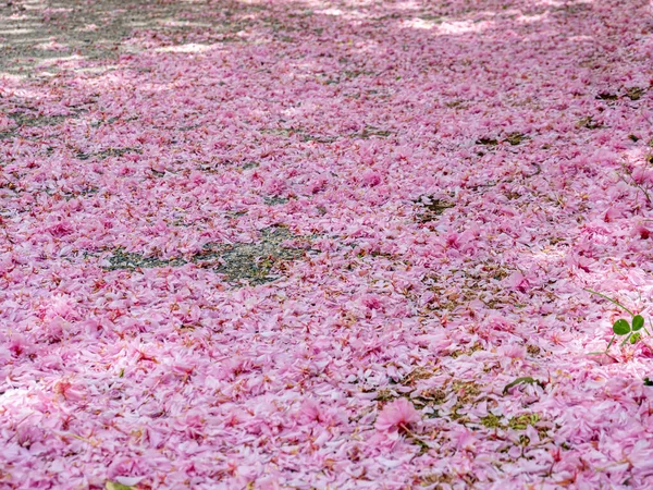 Alfombra Rosa Flores Primavera — Foto de Stock