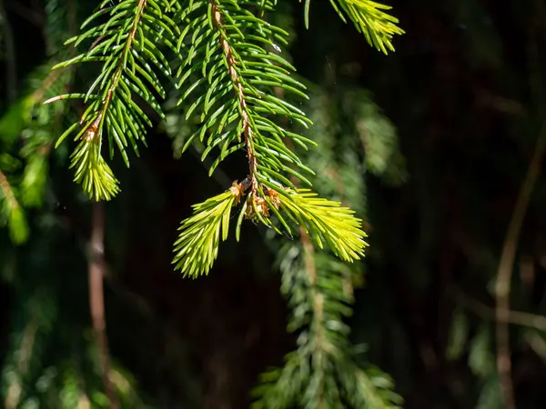 Germogli Freschi Una Conifera — Foto Stock