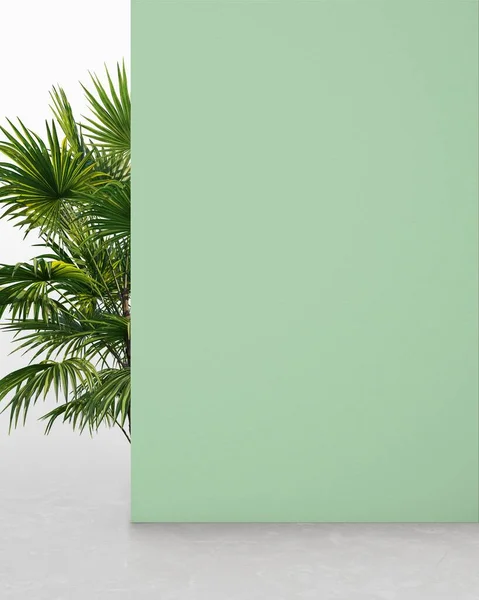 Světle Zelená Barevná Stěna Rostlinou Zázemí Pro Prezentaci Produktu — Stock fotografie
