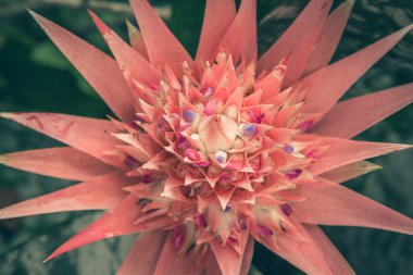 Çiçek açan Aechmea fasciata