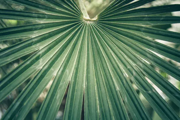 Fächerblatt einer Sabal-Palme, Kohlpalme. — Stockfoto