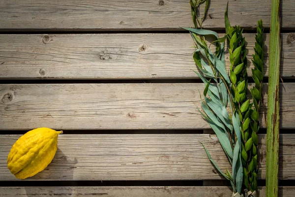 Fyra arter, symboler av judiska semester Sukkot — Stockfoto