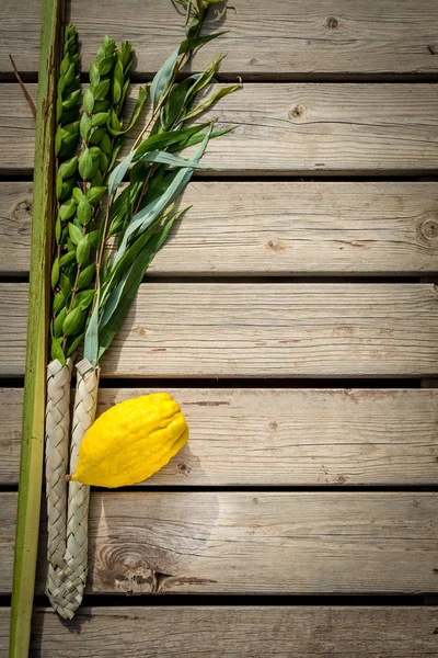 Fyra arter, symboler av judiska semester Sukkot — Stockfoto