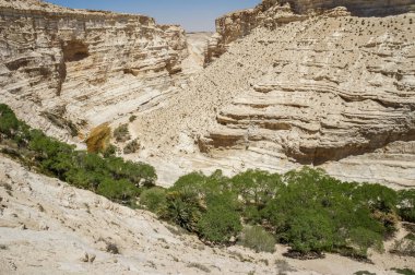 Negev Çölü İsrail'in Nahal Zin